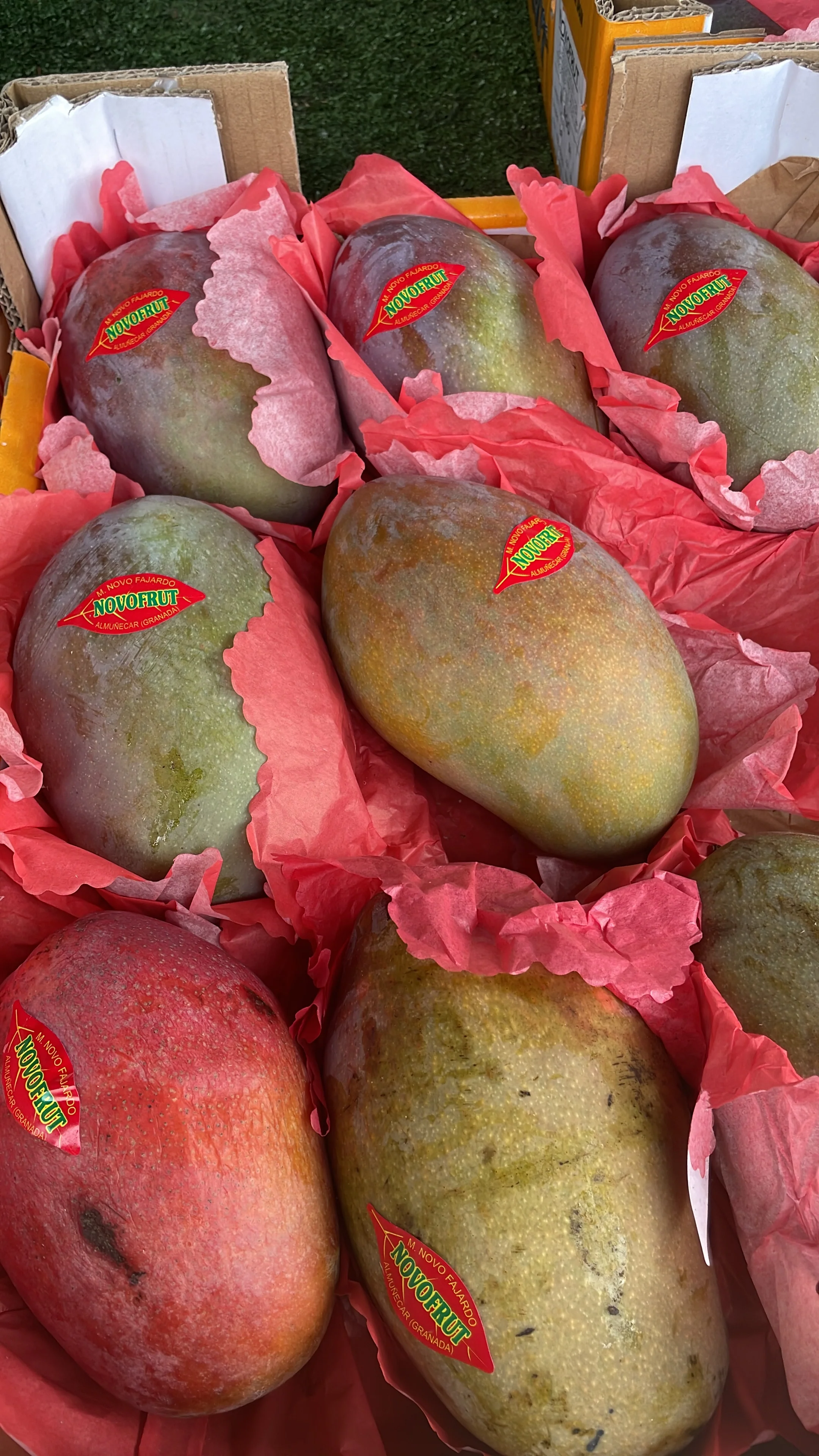Spanish Mango - Image 2
